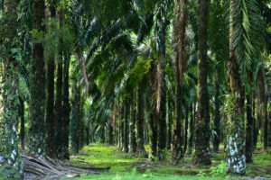 huile de palme indonesie palmier arbre culture