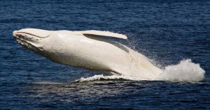 migaloo baleine blanche australie migaloo long