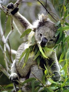 Feuilles d'eucalyptus koala