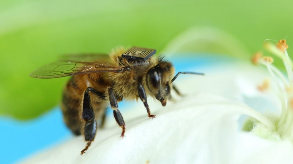 capteurs-sur-abeilles-danger-ecologie