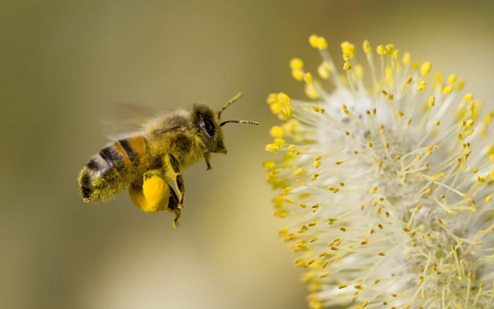 abeilles disparition pollinisation