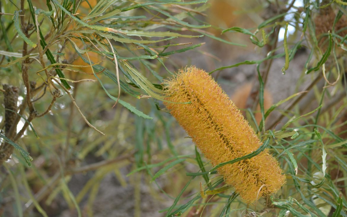 Une fleur de Banksia