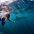 plongé avec les requins baleine