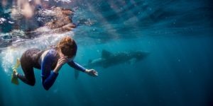 plongé avec les requins baleine