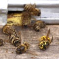 abeilles ruche insecticide
