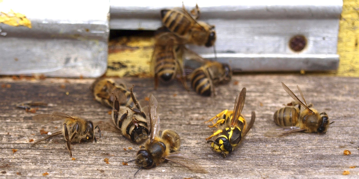 abeilles ruche insecticide