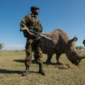 militaire garde un rhinocéros