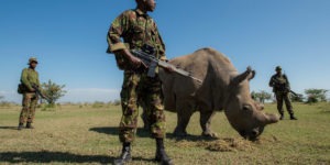 militaire garde un rhinocéros