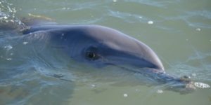 dauphin oeil nage surface australie