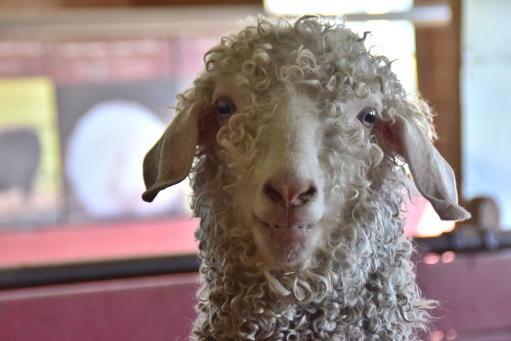 chèvre laine mohair en gros plan