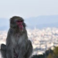 macaque japonais ville au fond