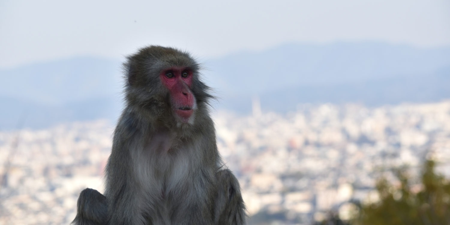 macaque japonais ville au fond