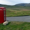 Mouton devant une cabine téléphonique en Ecosse