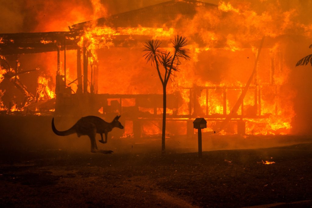 kangourou incendie australie