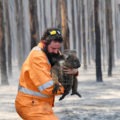 koala avec un pompier incendie australie