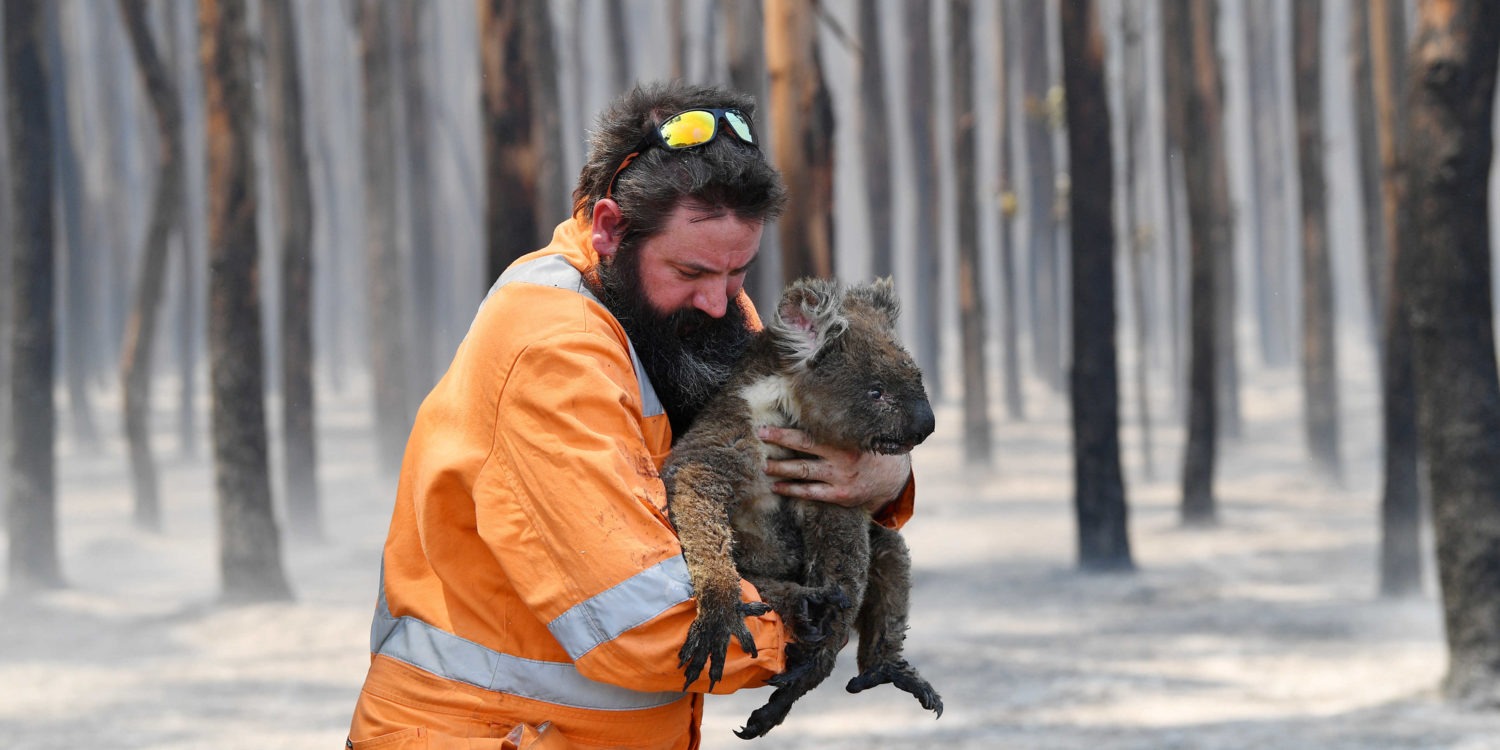 koala avec un pompier incendie australie