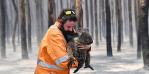 koala avec un pompier incendie australie